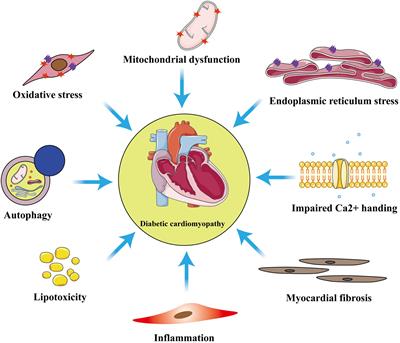 Mitophagy in Diabetic Cardiomyopathy: Roles and Mechanisms